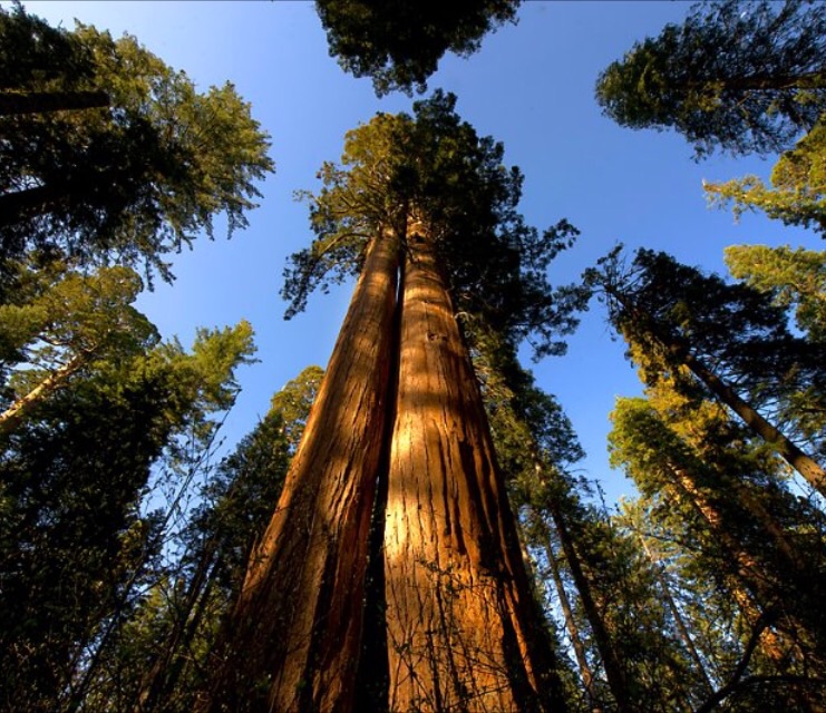 Cedar Sequoia International